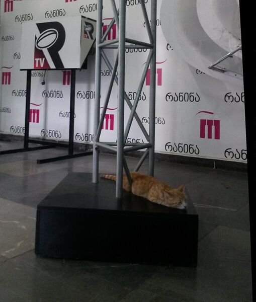 File:News articles-2021-07-Undisturbed cat at TV 1st channel studio-Gatto-tv.jpg